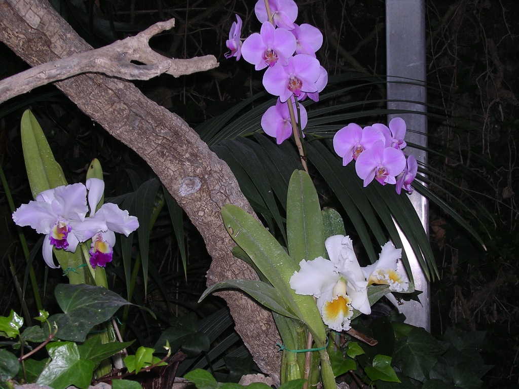 Orchidea - Orchid
